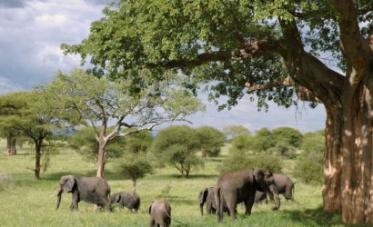 Elephants-africa-safari