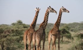 Karisia Walking Safaris Kenya